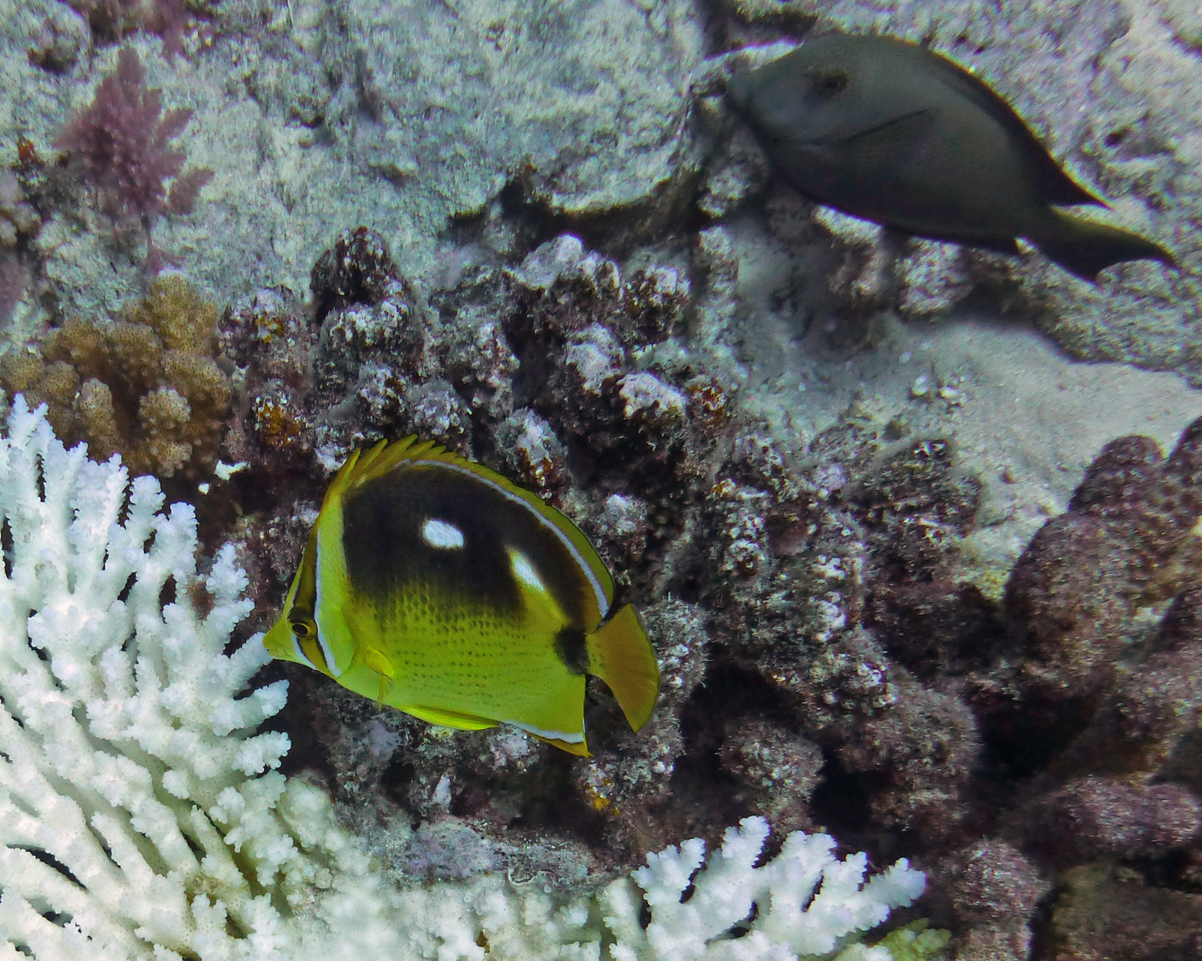 Fourspot butterflyfish with black surgeonfish and bleached coral, Mo'orea 2019.